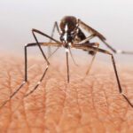 Dengue fever is caused by a virus transmitted through the bites of infected Aedes mosquitoes