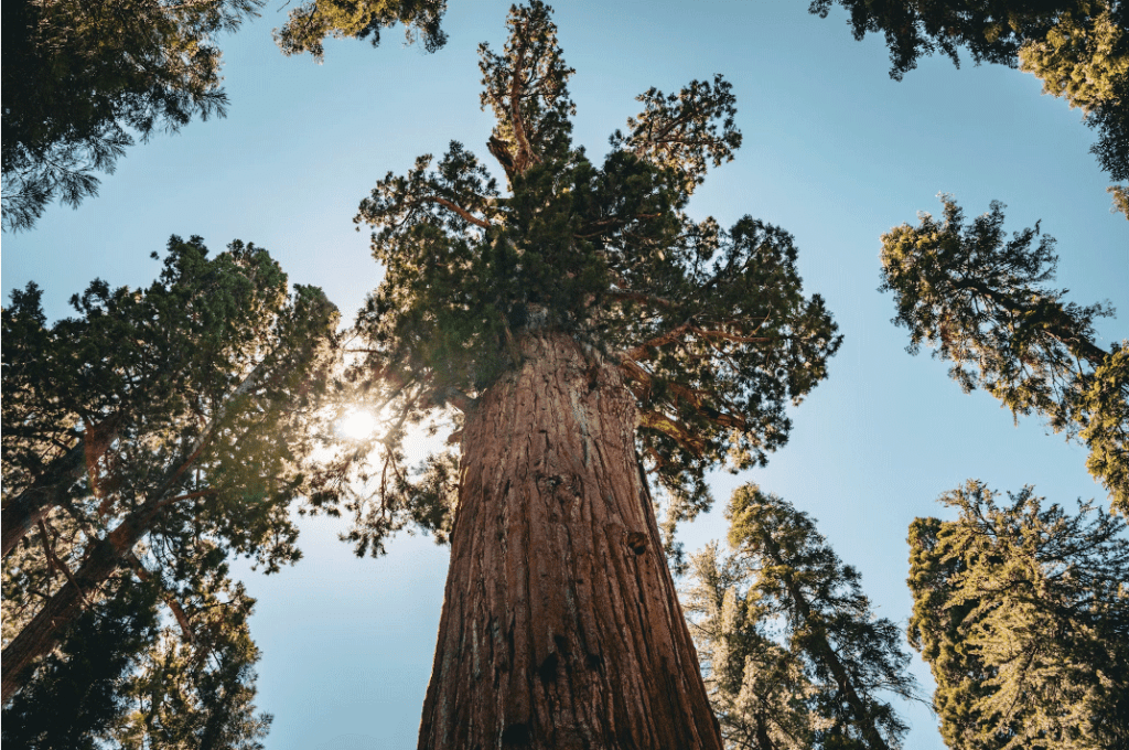 Nestled in the Central Valley, Visalia serves as a perfect gateway to the majestic Sequoia 