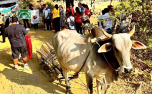 PHILIPPINES- In a tale fit for the silver screen, an unassuming, wrongly named bull has proven that not all heroes wear capes