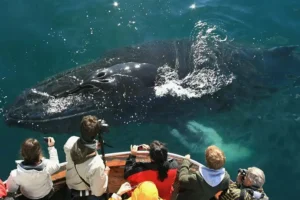 Fall in California isn’t just about golden vineyards and gentle sunshine — it’s also a special season for wildlife lovers