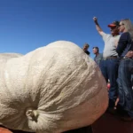 Giant Pumpkin Festival in California