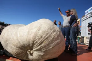 Giant Pumpkin Festival in California