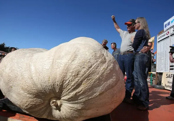 Giant Pumpkin Festival in California