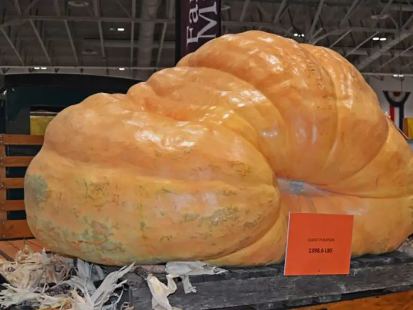 In California, the celebration of these massive orange beauties has long become a symbol of fall
