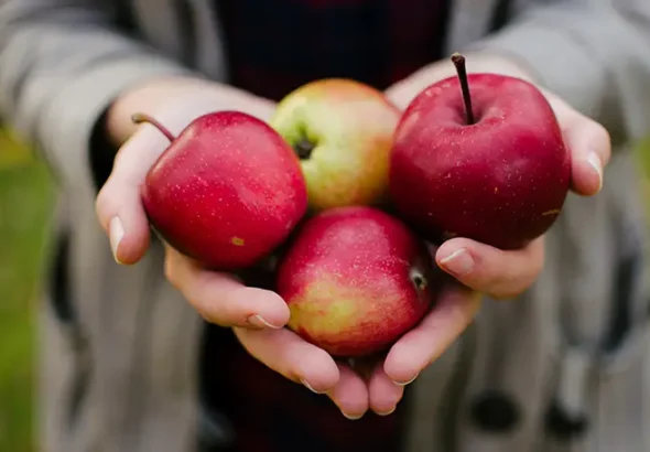Discover the best of Apple Hill in Placerville, CA — from fresh-baked apple pies and hot cider to caramel apples and farm fun