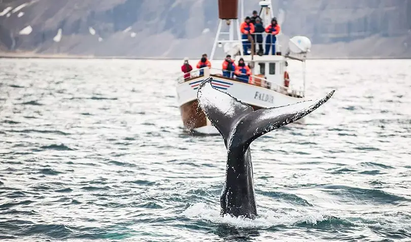 Discover California’s top spots for watching whales and sea lions this fall. 