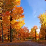 Fall in California is a special time — the heat fades, vineyards turn golden, and cities come alive with festivals
