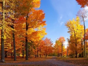 Fall in California is a special time — the heat fades, vineyards turn golden, and cities come alive with festivals