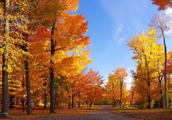 Fall in California is a special time — the heat fades, vineyards turn golden, and cities come alive with festivals