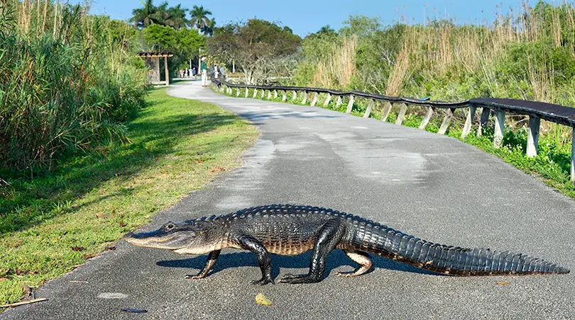 She laughs and calls alligators “real neighbors.” Sometimes they nap by the water