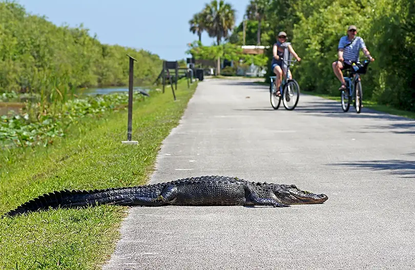 Stay back from the water—gators often hide near the edges of ponds and canals.