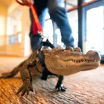 Welcome to Florida—a place where beaches meet swamps, and crocodilians live like true natives.