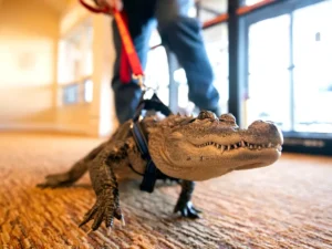 Welcome to Florida—a place where beaches meet swamps, and crocodilians live like true natives.
