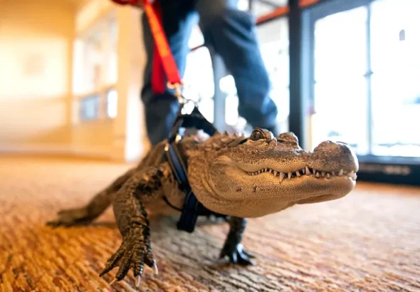 Welcome to Florida—a place where beaches meet swamps, and crocodilians live like true natives.