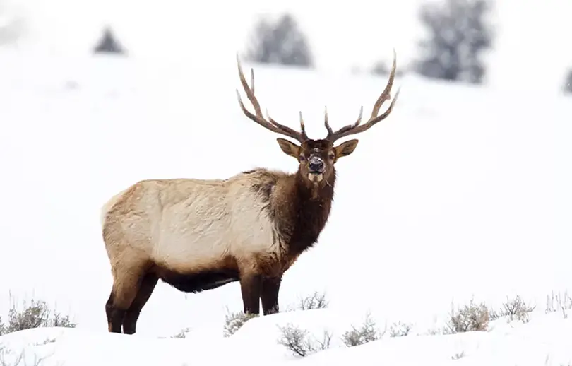 Winter is a prime season for wildlife viewing, but it also calls for extra care