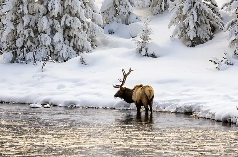 The cold season makes the animals less elusive