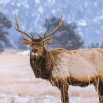 Below are the most impressive places in the state to see deer and elk in their natural habitat during winter