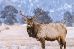 Below are the most impressive places in the state to see deer and elk in their natural habitat during winter