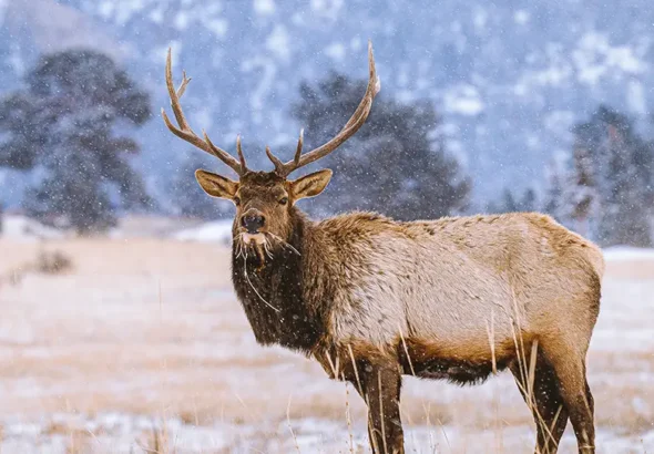 Below are the most impressive places in the state to see deer and elk in their natural habitat during winter