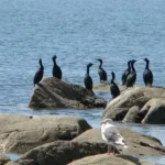 December birdwatching in California isn’t just about spotting rare species