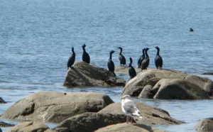 December birdwatching in California isn’t just about spotting rare species