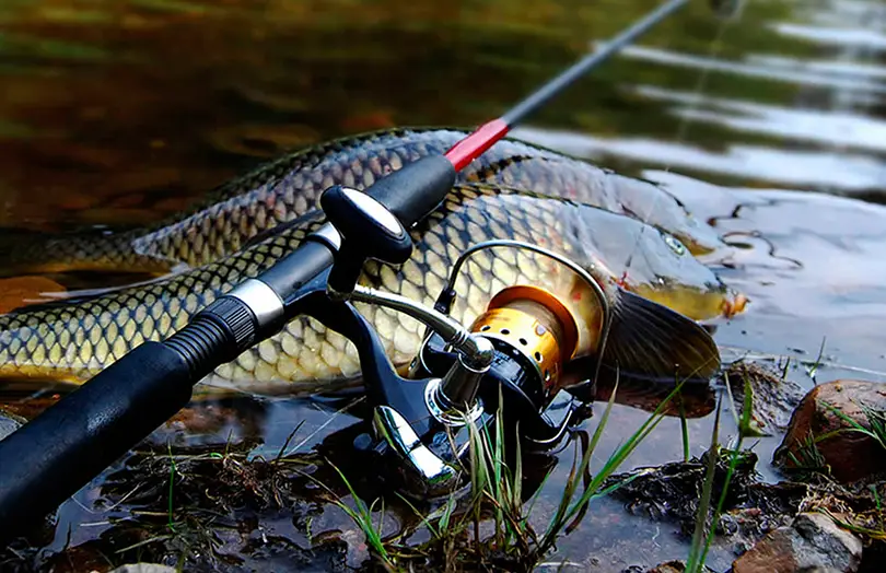 Winter striped bass wake up in the cold water, hunting actively