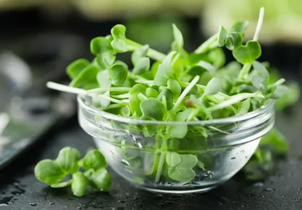 Watercress achieved the impossible. Maximum nutrition with almost no calories.