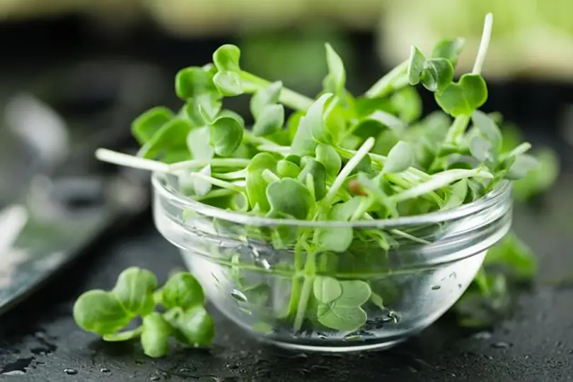 Watercress achieved the impossible. Maximum nutrition with almost no calories.