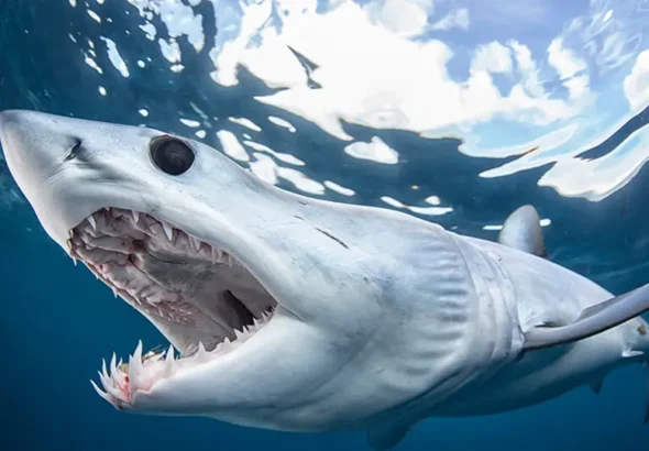 Why California Beaches Were Closed After a Shark Sighting