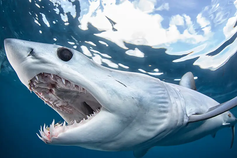 Why California Beaches Were Closed After a Shark Sighting