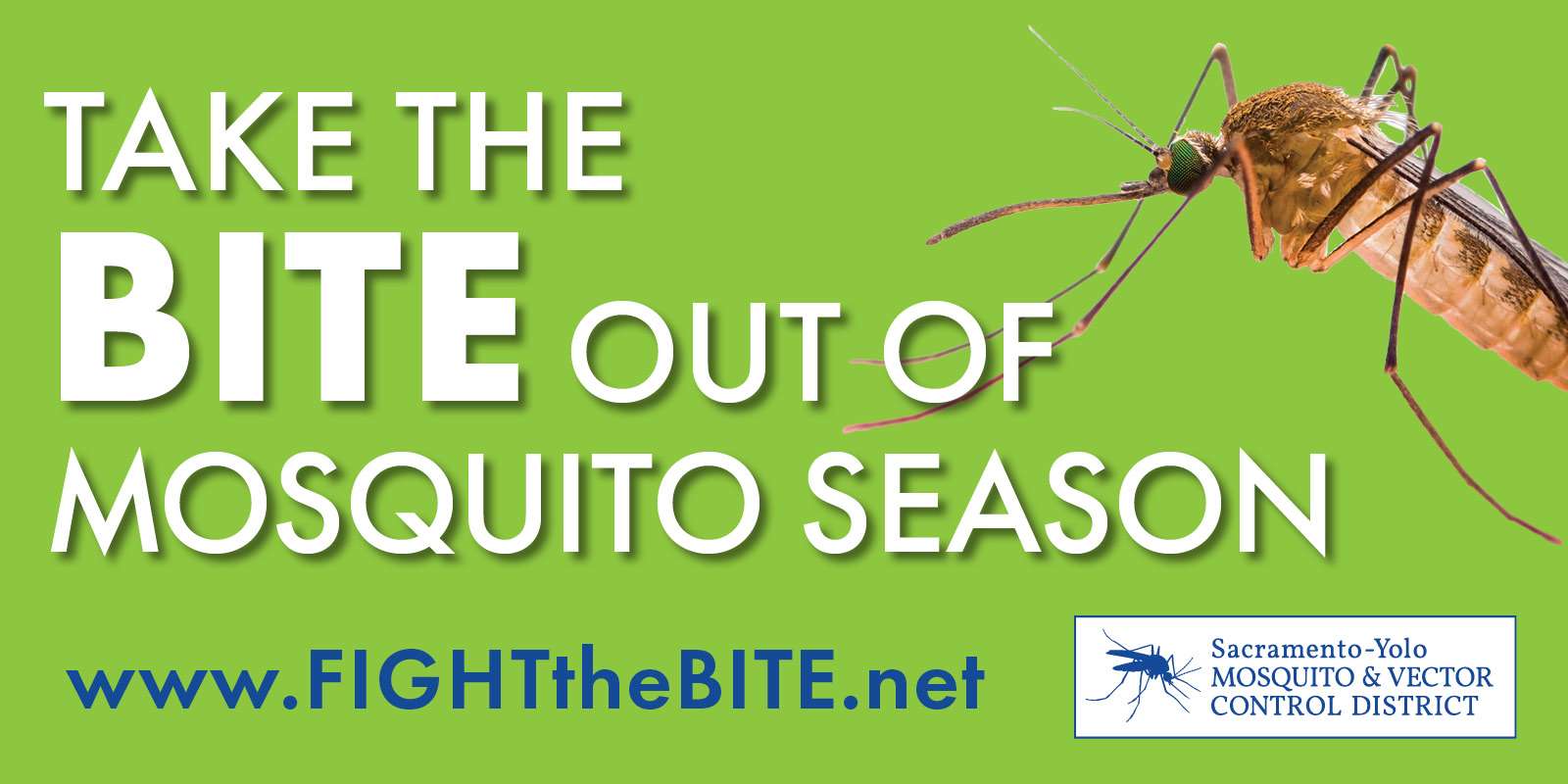 Mosquito