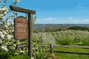 I Went to Apple Hill in May and Didn’t Want to Leave