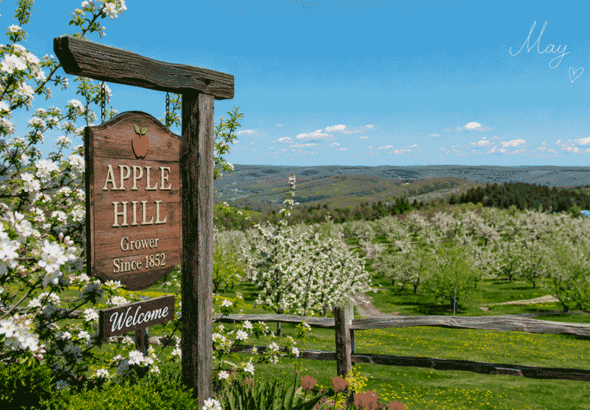 I Went to Apple Hill in May and Didn’t Want to Leave