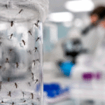 release millions of laboratory mosquitoes across the United States