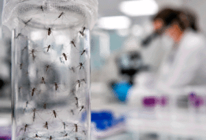 release millions of laboratory mosquitoes across the United States