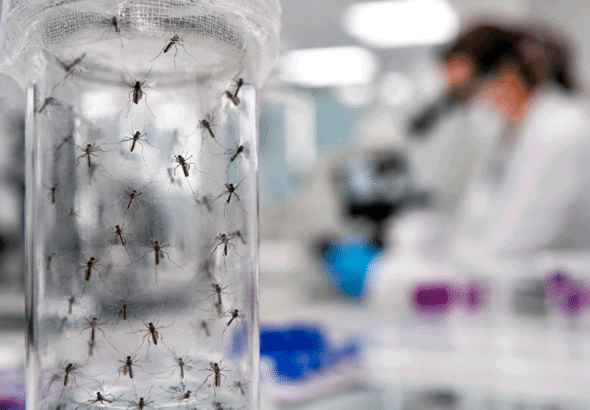 release millions of laboratory mosquitoes across the United States