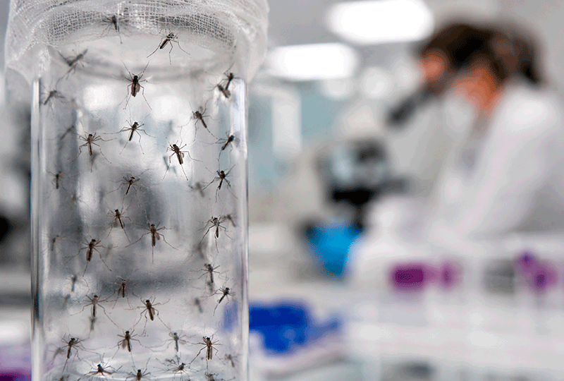 release millions of laboratory mosquitoes across the United States