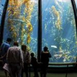 Good news for Monterey County residents. This September, they will have a chance to visit Monterey Bay Aquarium