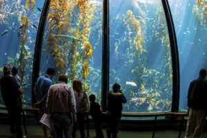 Good news for Monterey County residents. This September, they will have a chance to visit Monterey Bay Aquarium