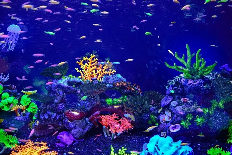 Families Can Visit Monterey Bay Aquarium for Free